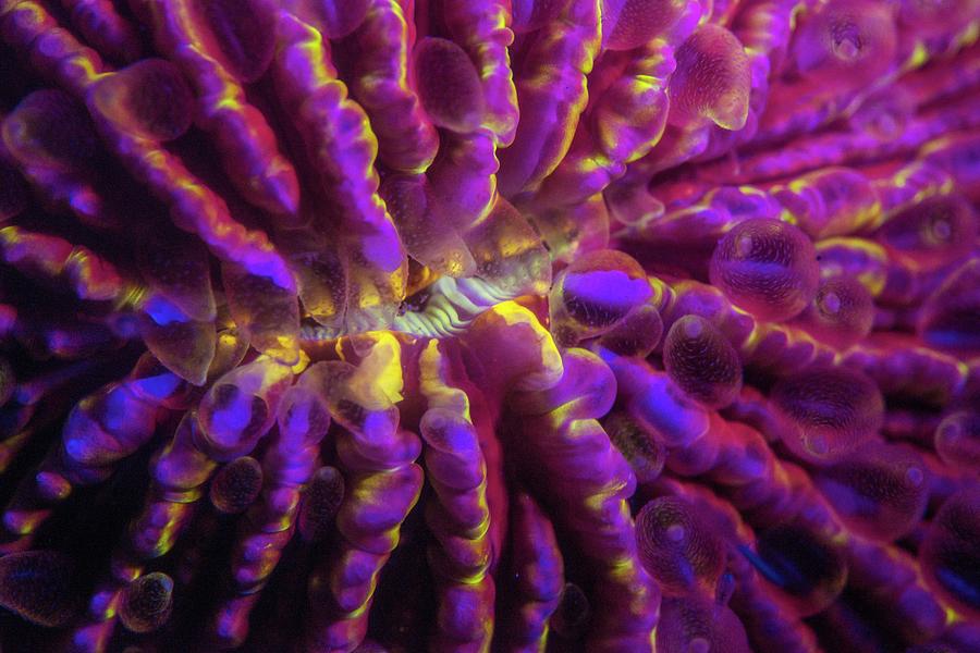 Fungia Hard Coral Fluorescing At Night #1 Photograph by Louise Murray/science Photo Library