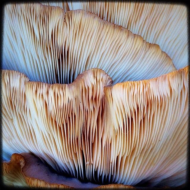Petaluma Photograph - Fungus! #instagood #picoftheday #1 by Kevin Smith