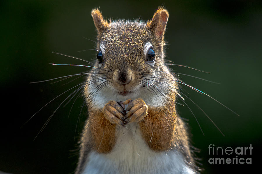Wildlife Photograph - Furry Friend #1 by Cheryl Baxter