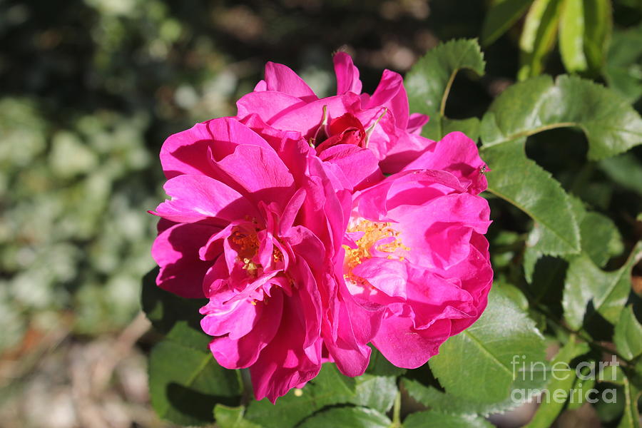 Fuschia Rose #2 Photograph by Donna L Munro