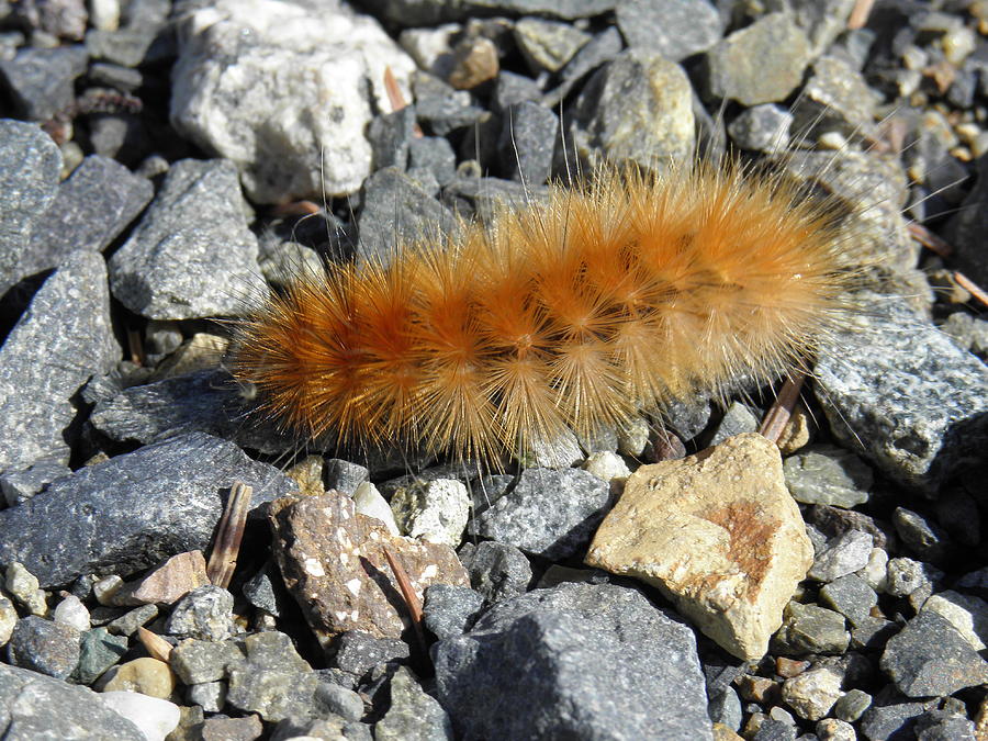 Yellow Black Fuzzy Worms