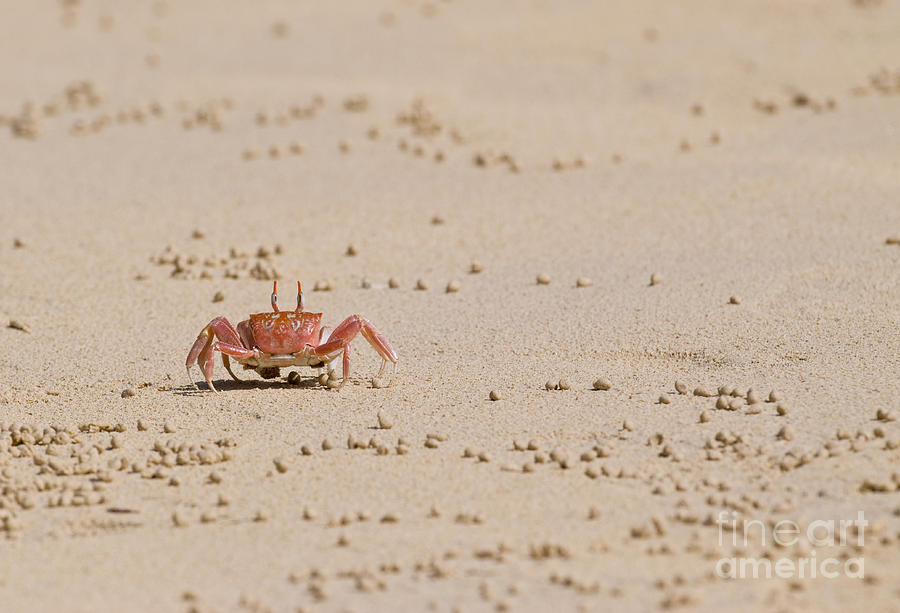 Ghost Crab Photograph - Galapagos Ghost Crab #1 by William H. Mullins