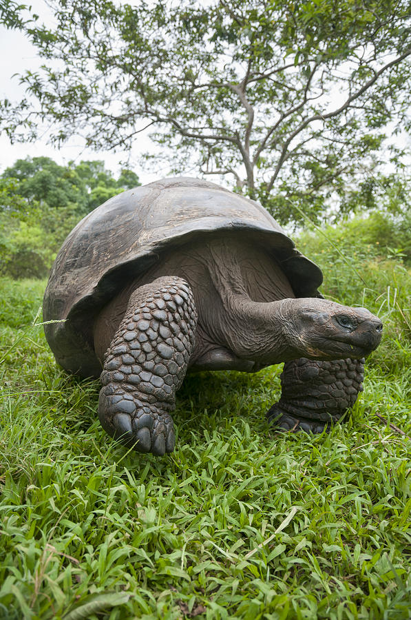 Galapagos Giant Tortoise Santa Cruz #1 Photograph by Tui De Roy