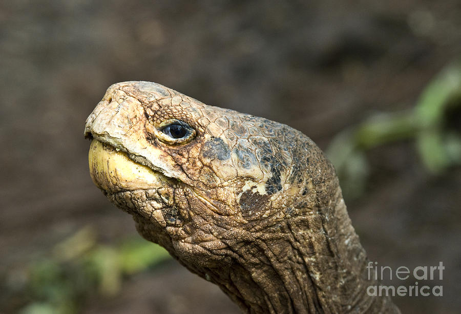 Galapagos Giant Tortoise #1 Photograph by William H. Mullins