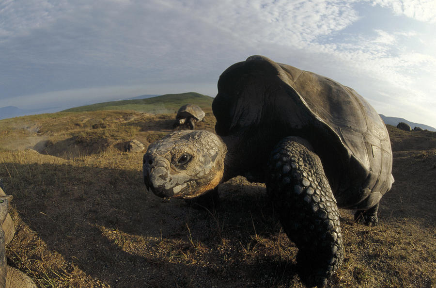 Galapagos Giant Tortoises On Alcedo Photograph by Tui De Roy