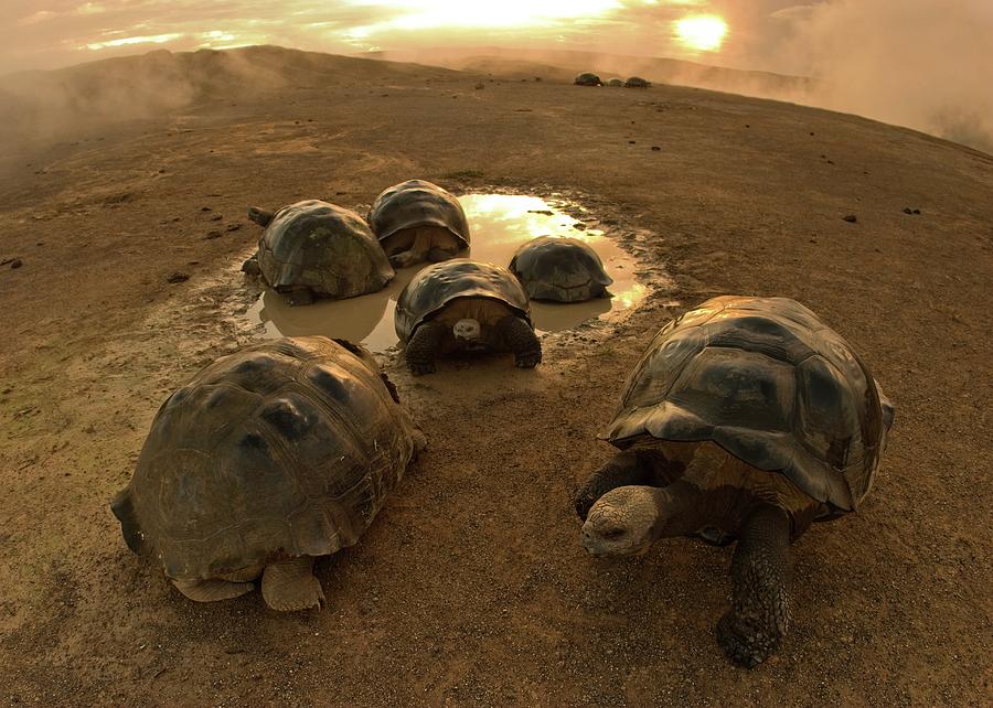 Galapagos Giant Tortoises On Volcano Rim #1 Photograph by Science Photo Library Galapagos Giant Tortoises On Volcano Rim #1 Photograph by Science Photo Library