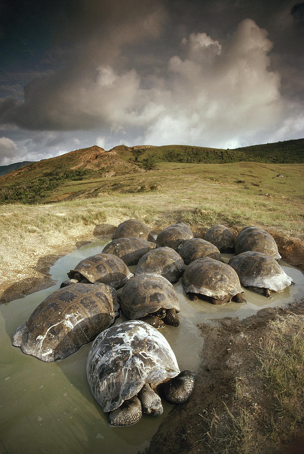 Galapagos Giant Tortoises Wallowing #1 Photograph by Tui De Roy