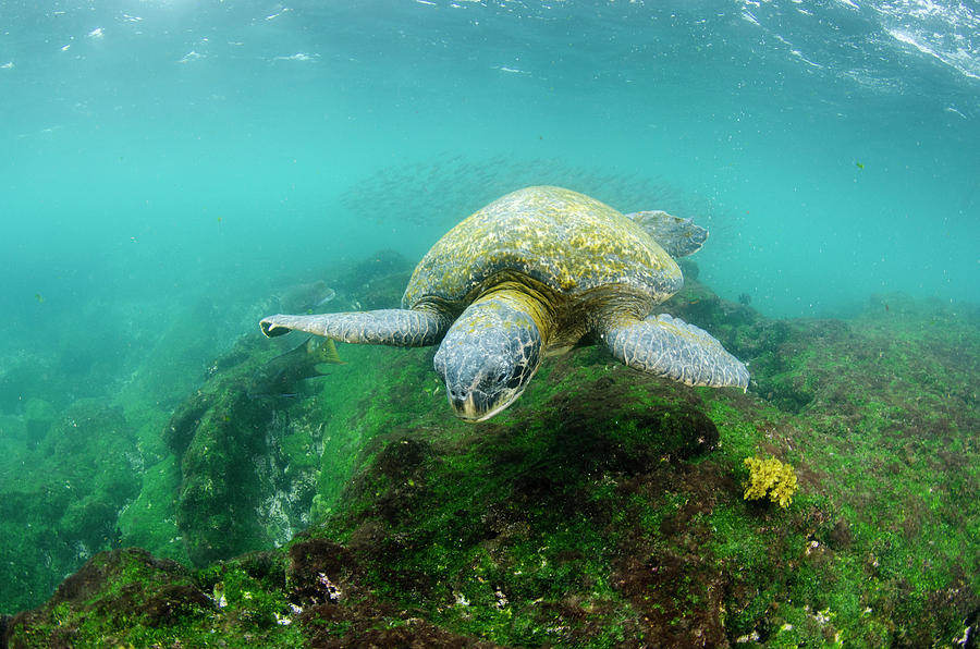 Galapagos Green Sea Turtle (chelonia Photograph by Pete Oxford