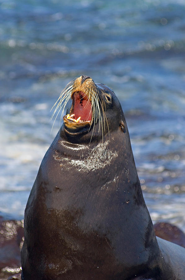 Galapagos Sea Lion Zalophus Wollebaeki Photograph by Panoramic Images ...