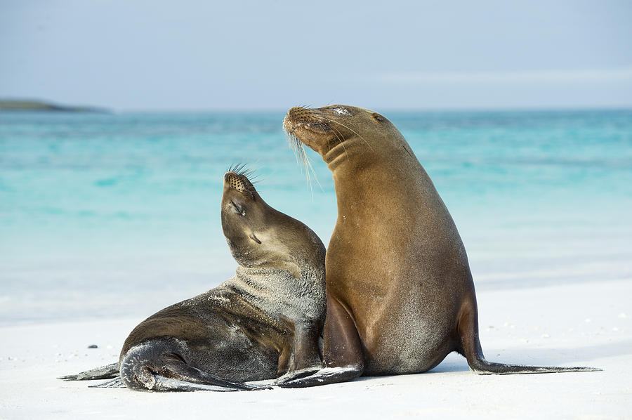 Galapagos Sealion Pair On Beach #2 Photograph by Tui De Roy