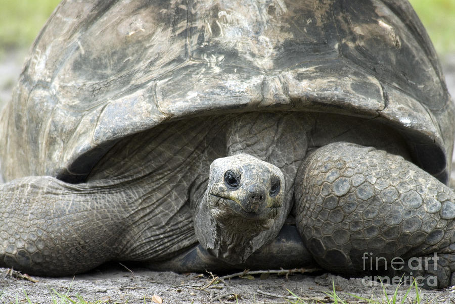 Galapagos Tortoise #1 Photograph by Mark Newman
