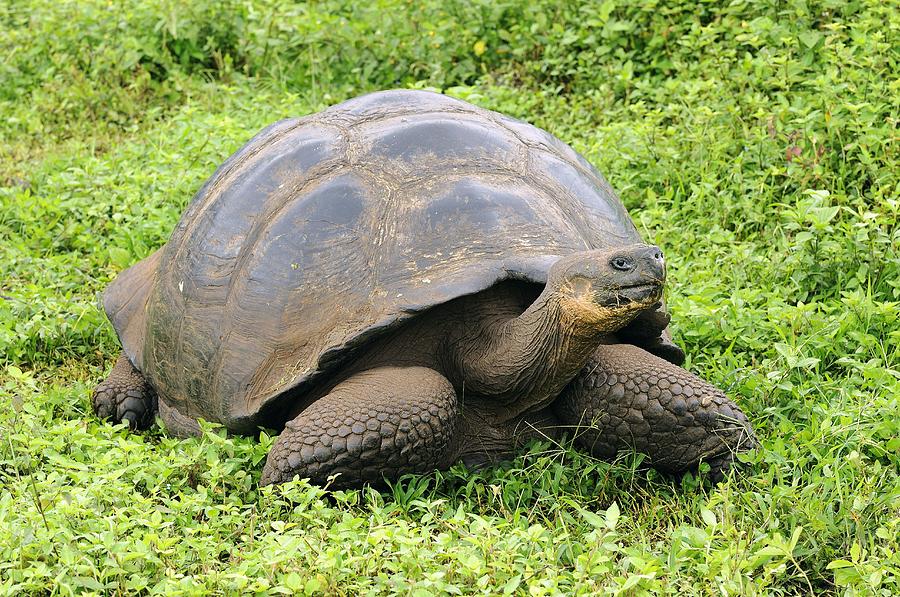 Galapagos tortoise #1 by Science Photo Library