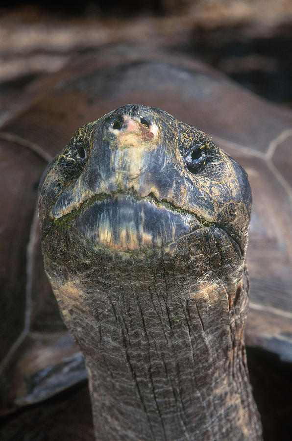 Galapogos Tortoise #1 Photograph by Steve Cooper