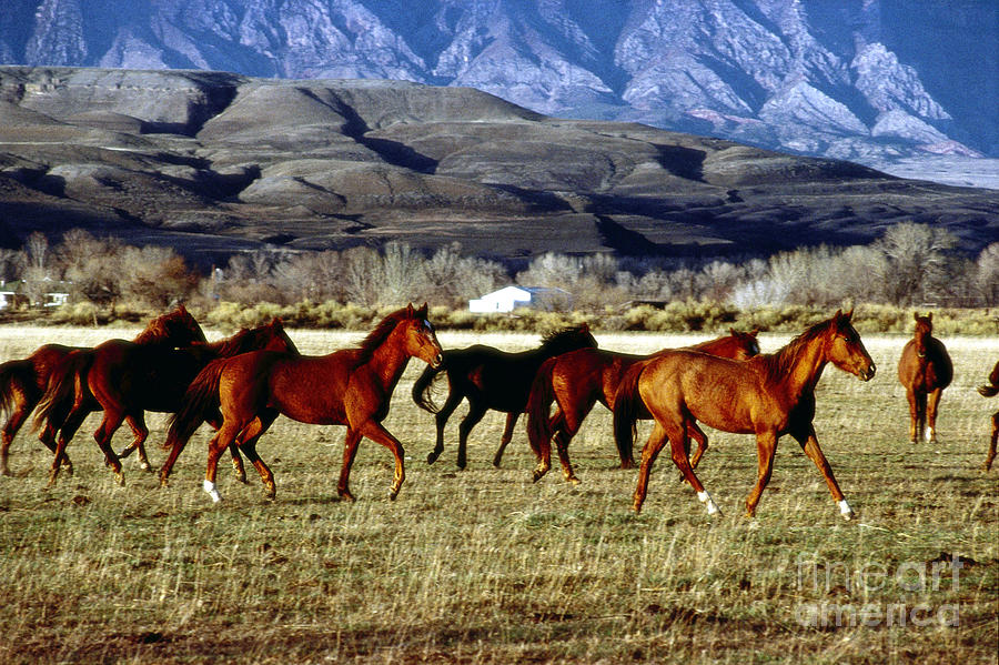Galloping Horses #1 Photograph by Adam Sylvester