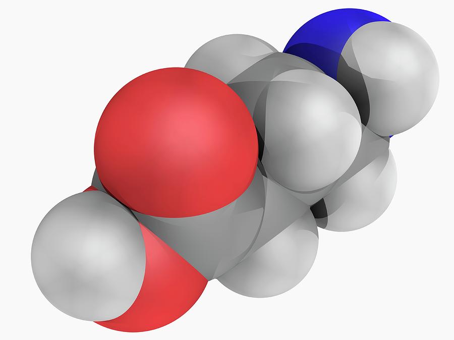 Gamma-aminobutyric Acid Gaba Molecule #1 Photograph By Laguna Design ...