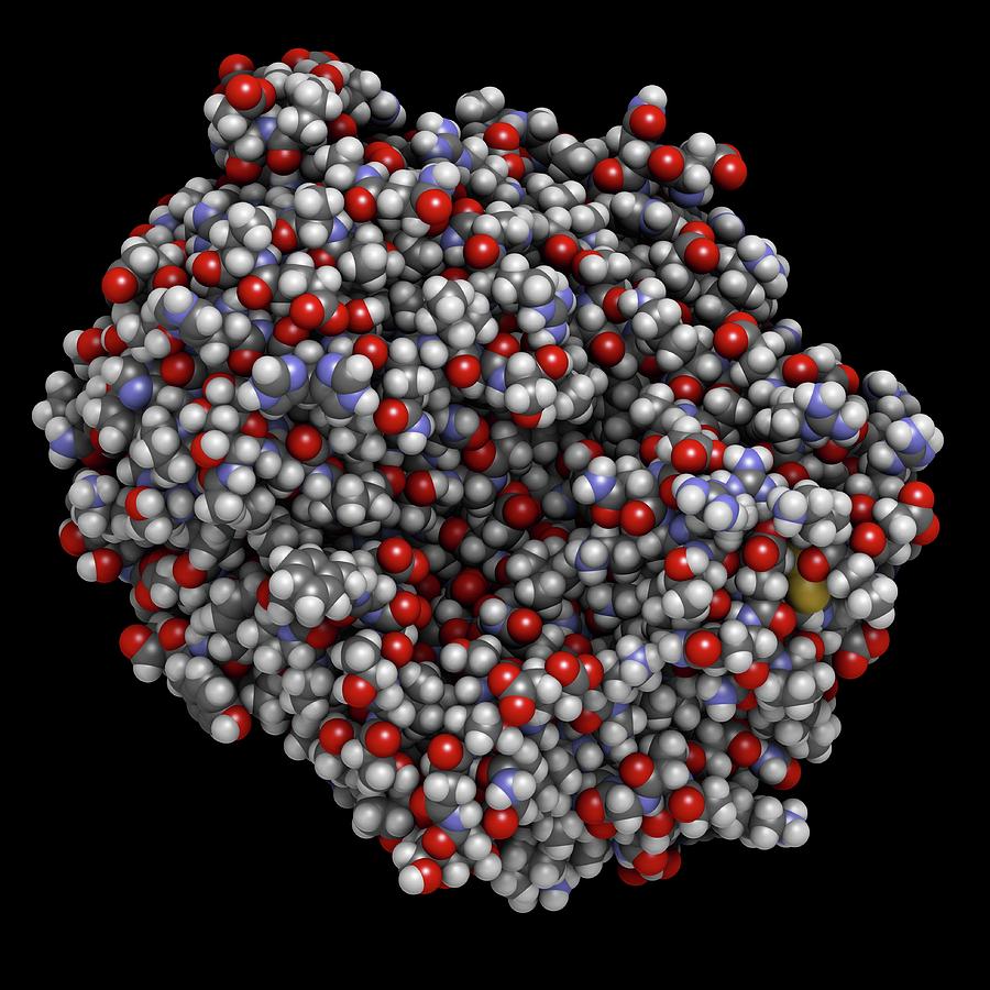 Gammaglutamyltranspeptidase 1 Photograph by Molekuul/science Photo