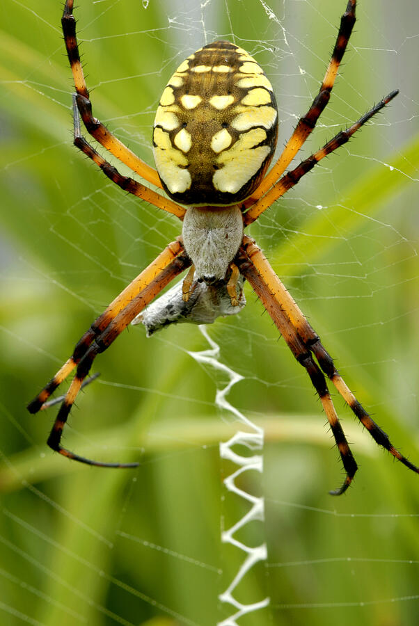 Garden Orb Weaver Spider #2 Photograph by Paul W Faust -  Impressions of Light