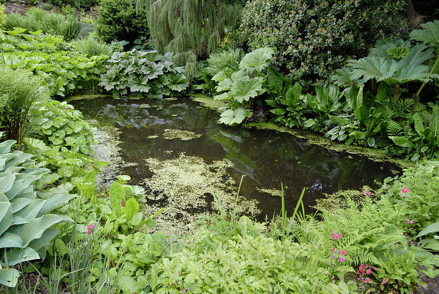 Garden Pond Photograph by Bide-a-wee/simon Fraser/science Photo Library ...