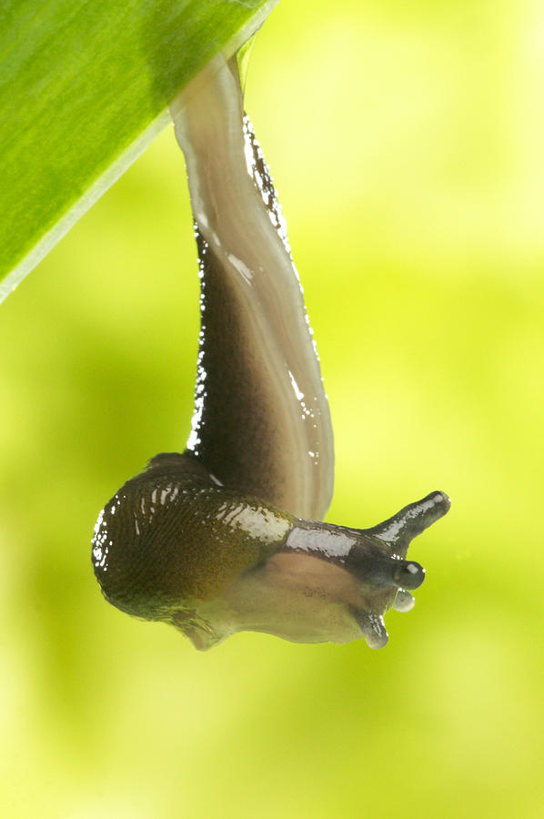 Garden Slug #1 Photograph by Jean-Michel Labat