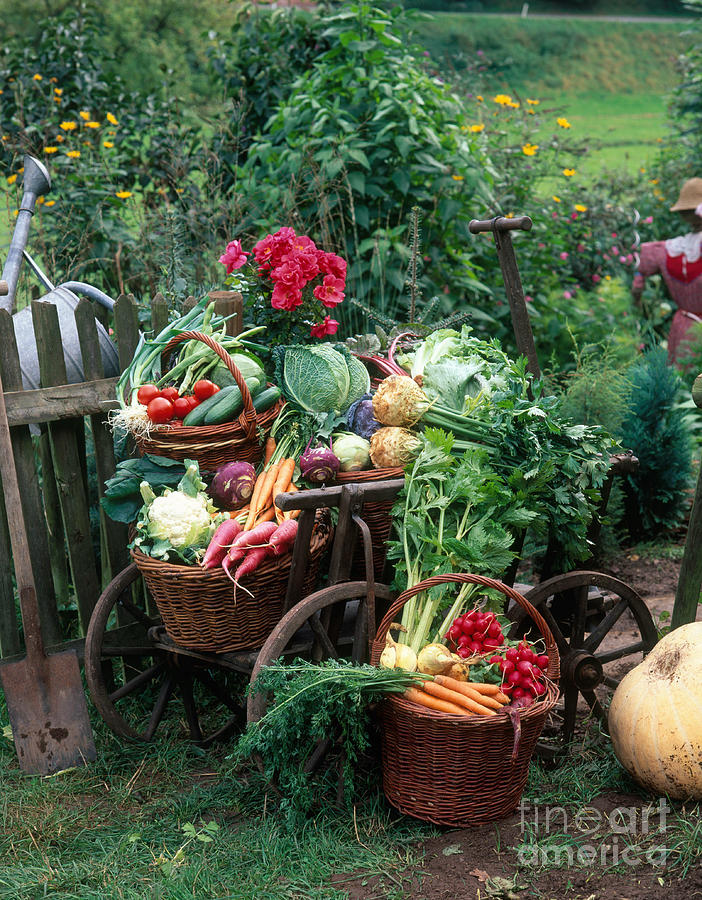 Carrot Photograph - Garden Vegetable Still-life #2 by Hans Reinhard