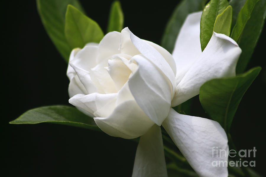 Gardenia Bloom #1 Photograph by Jill Lang