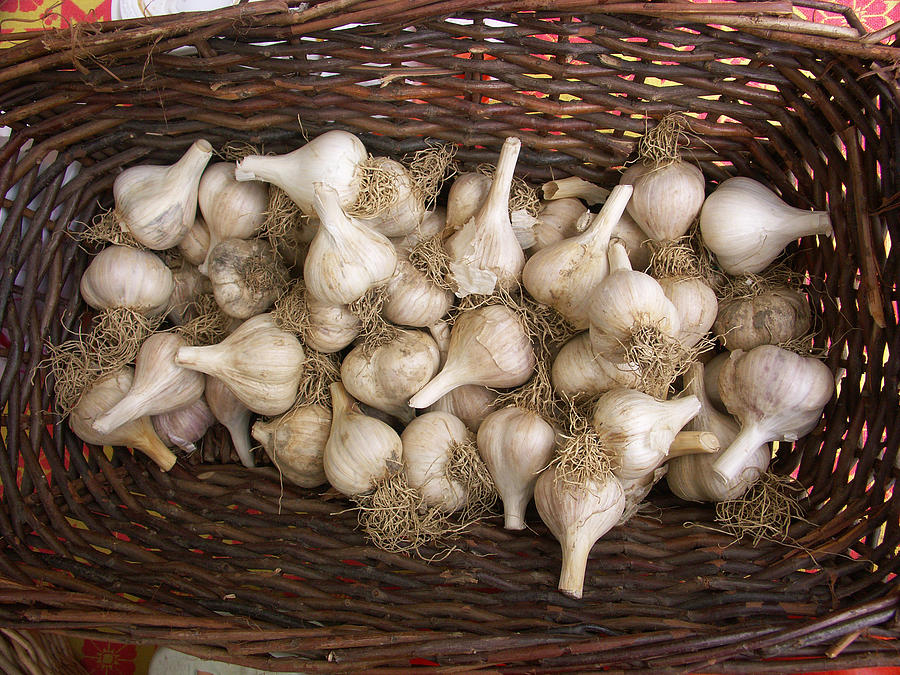 Garlic #1 Photograph by Bonnie Sue Rauch