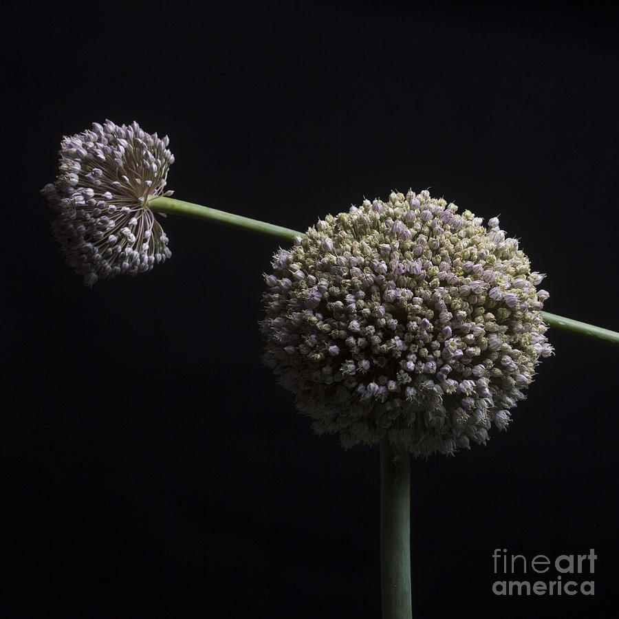 Flowers Still Life Photograph - Garlic flowers. Allium. #1 by Bernard Jaubert