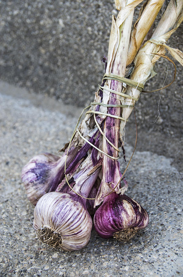 Garlic #1 Photograph by Paulo Goncalves