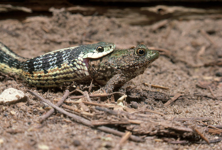 Garter Snake Photograph by John Mitchell | Fine Art America