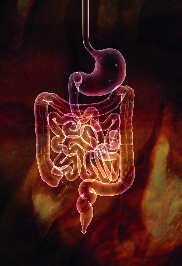 Illustration Photograph - Gastrointestinal System #1 by Harvinder Singh