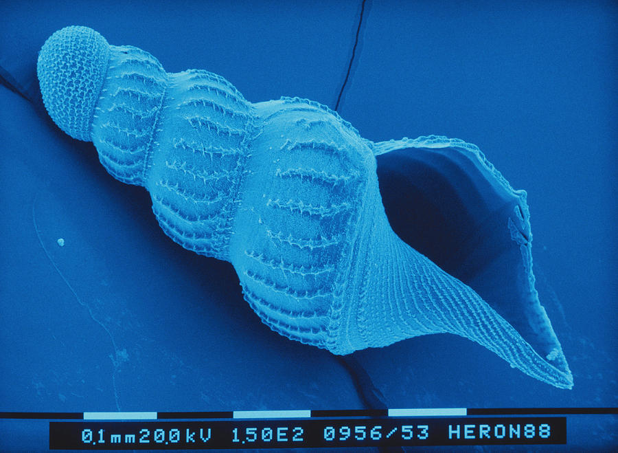 Gastropod Larva Sem #1 Photograph by Newman & Flowers