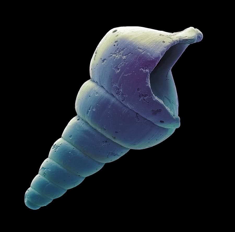 Gastropod Microfossil #1 Photograph by Steve Gschmeissner