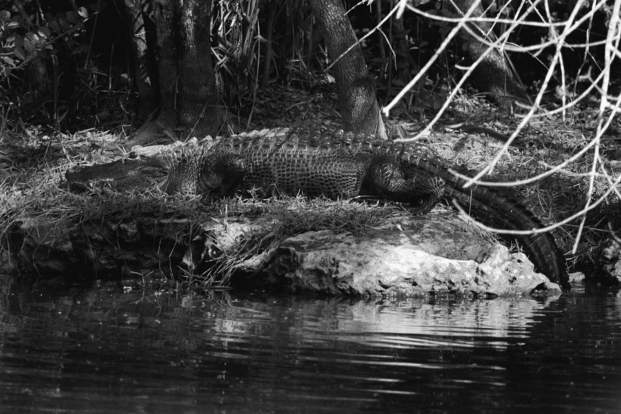 Gator pond  #1 Photograph by Joseph G Holland
