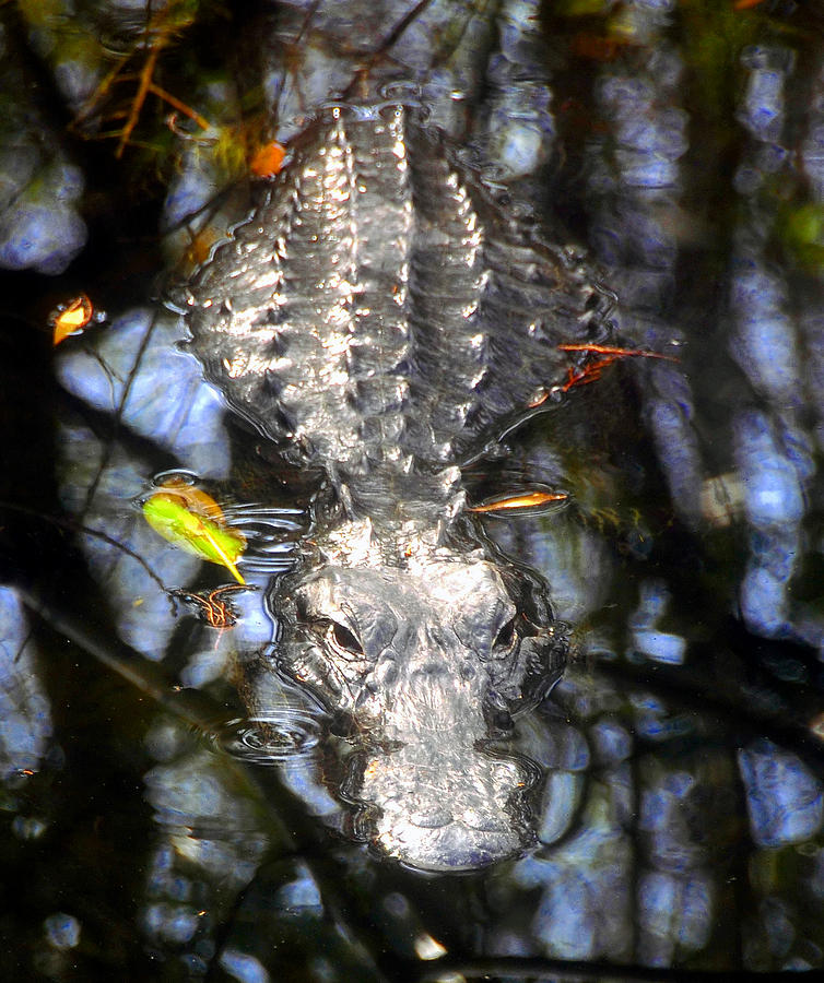 Everglades National Park Photograph - Gator reflection #1 by David Lee Thompson