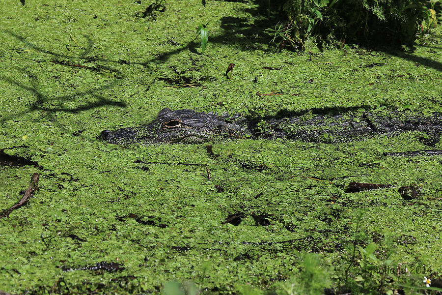 Gator Swamp #1 Photograph by Joseph G Holland