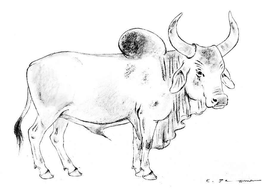 Gaur - Bos gaurus Drawing by Kurt Tessmann - Fine Art America