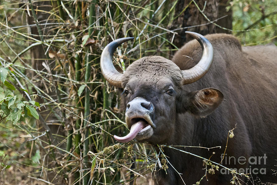 Gaur Indian Bison #1 Photograph by William H. Mullins