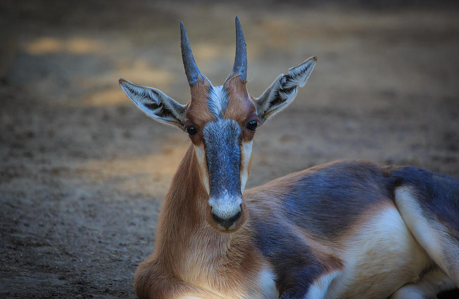 Gazelle #1 Photograph by Matthew Onheiber