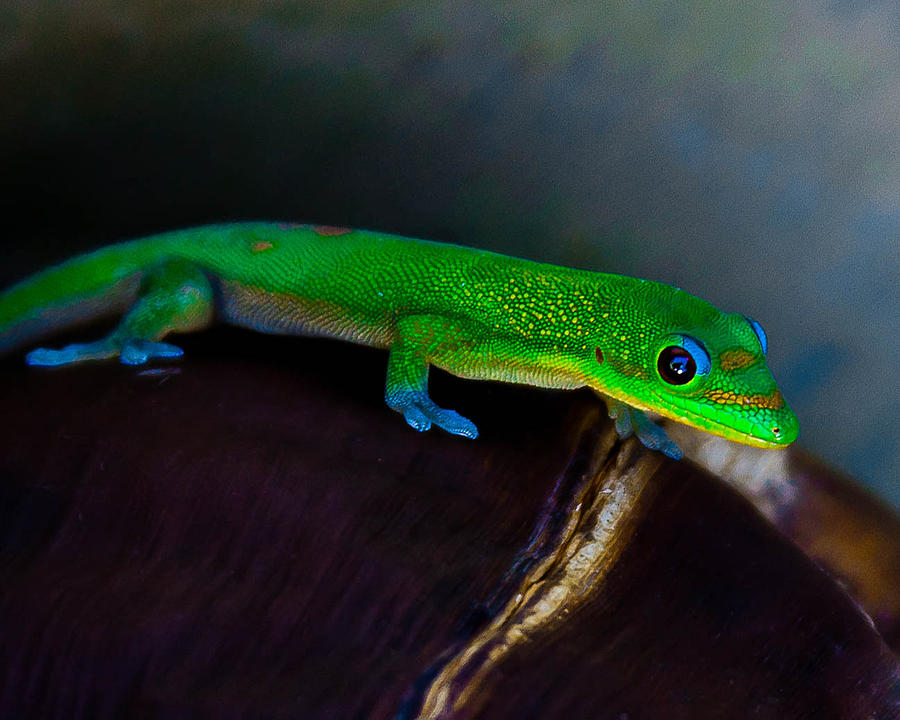 Gecko #1 Photograph by Craig Watanabe