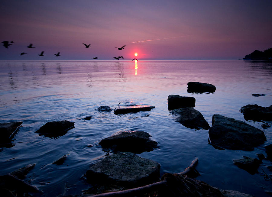 Geese At Sunrise Photograph