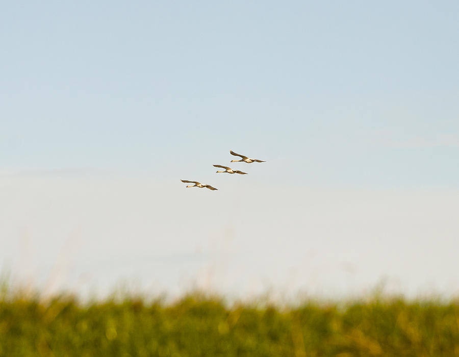 Geese in flight #1 Photograph by Jim Orr