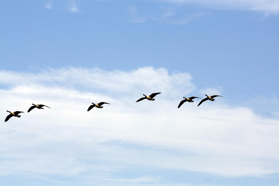 Bird Photograph - Geese in Flight #1 by Terry Thomas