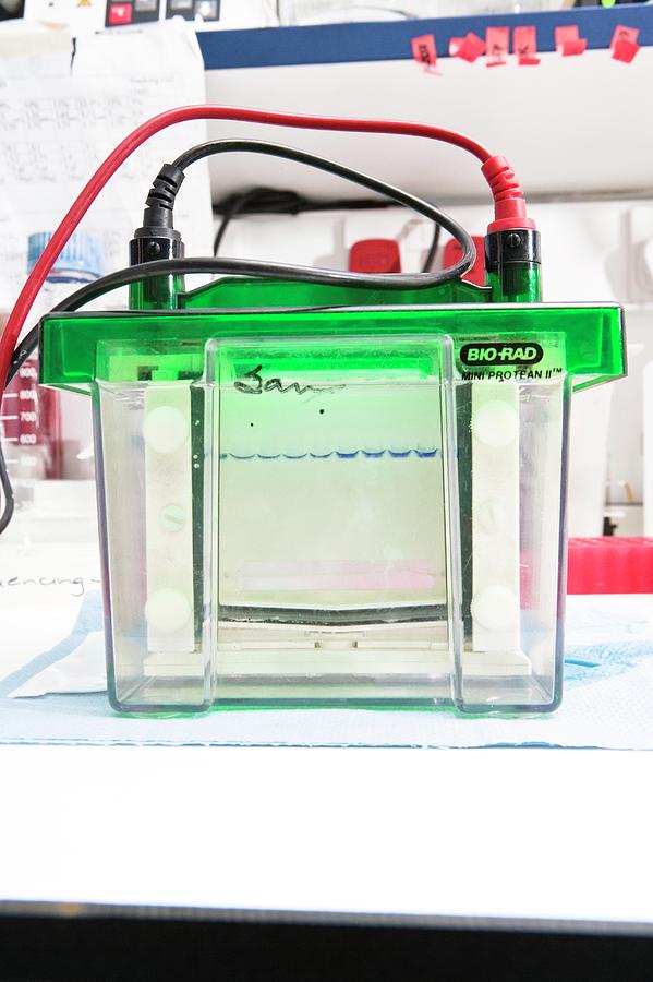 Gel Electrophoresis Unit #1 Photograph by Gustoimages/science Photo Library