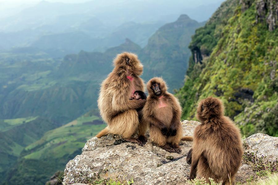 Nature Photograph - Gelada Baboon Family On A Cliff Edge #1 by Peter J. Raymond