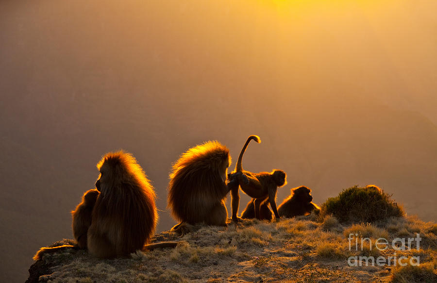 Simien Mountains National Park Photograph - Gelada Baboons by Juan-Carlos Munoz