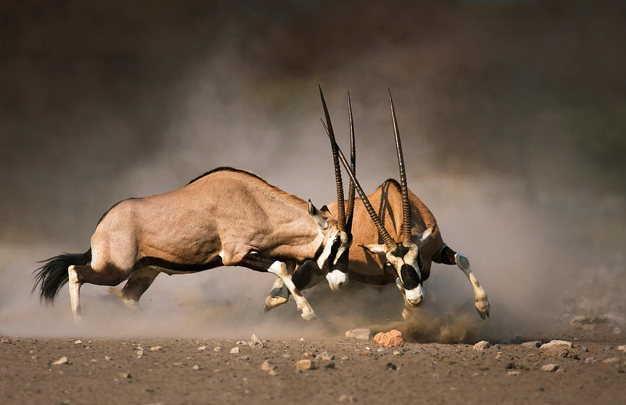 Gemsbok Photograph - Gemsbok fight by Johan Swanepoel