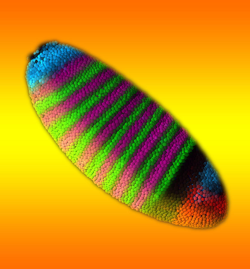 Gene Expression In Drosophila Embryo #1 Photograph by Science Source