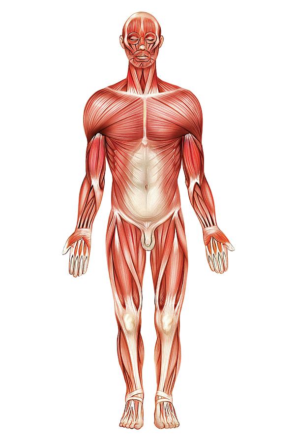 General View Of Muscular System #1 Photograph by Asklepios Medical ...