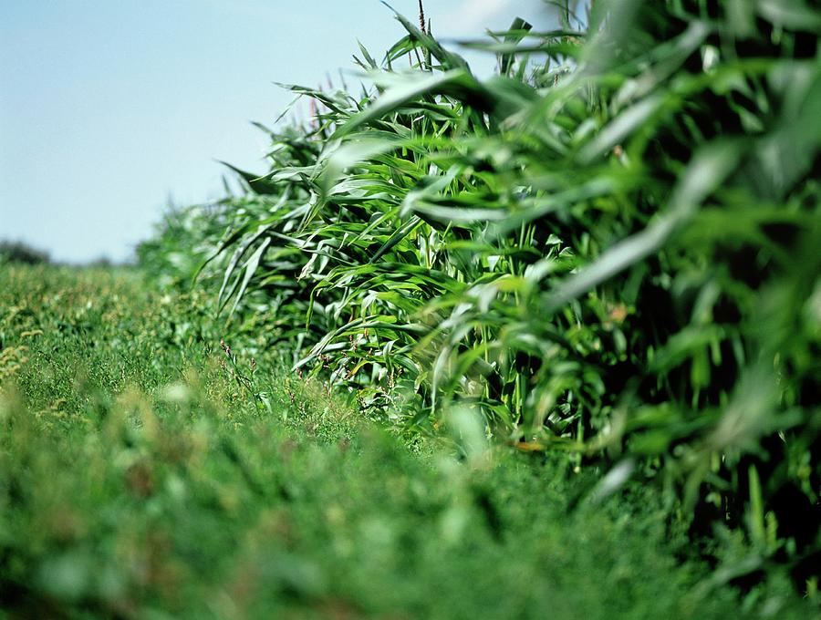 genetically modified maize experiment