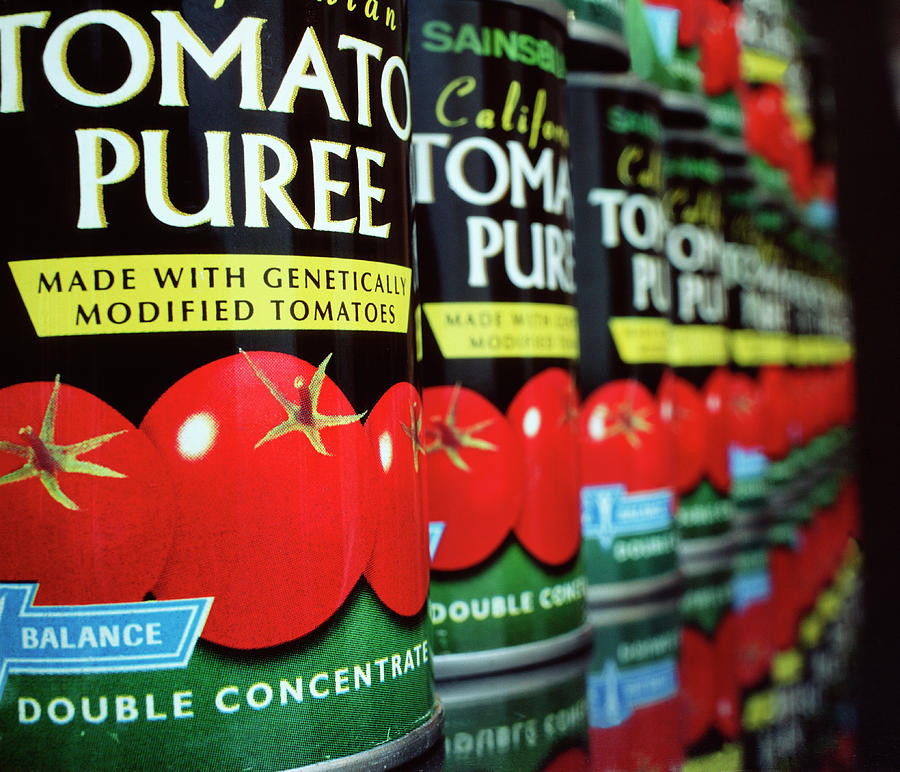 Genetically Modified Tomato Puree #1 Photograph by Robert Brook/science Photo Library